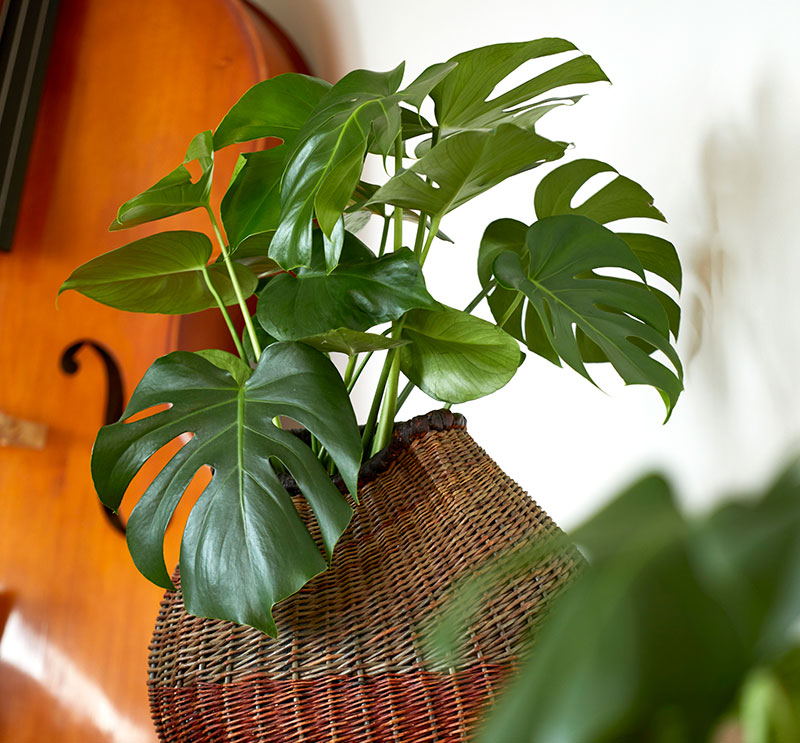 Fingerfilodendron_20191126__3_