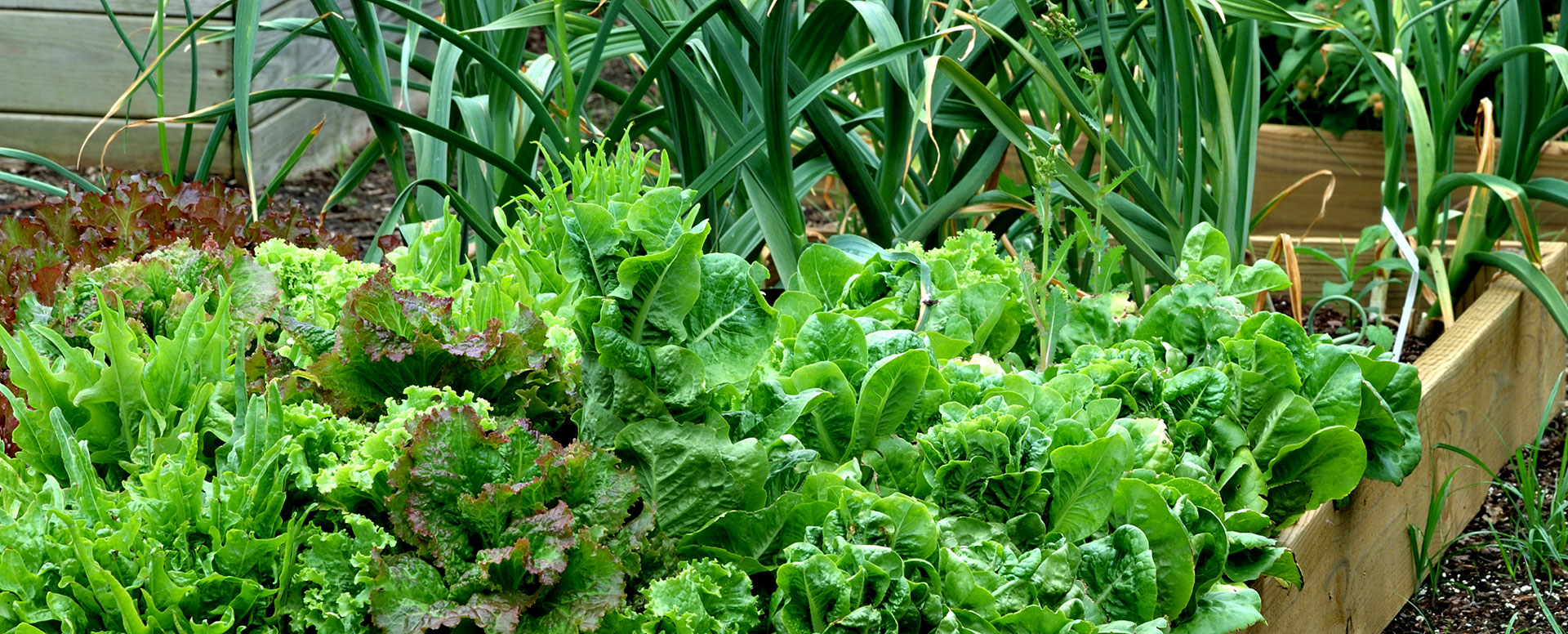 front_vegetables-1920x776