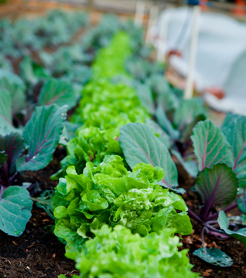 front_vegetables-800x905