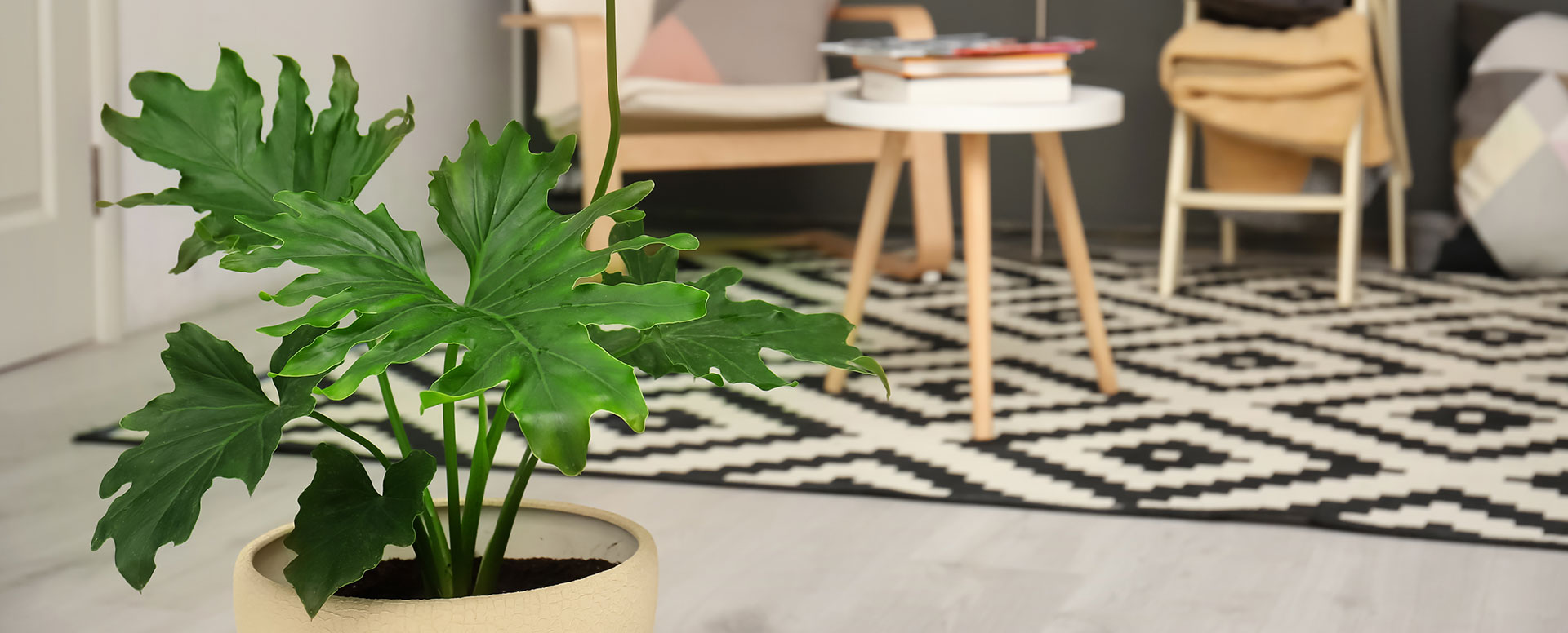 header-grønneplanter